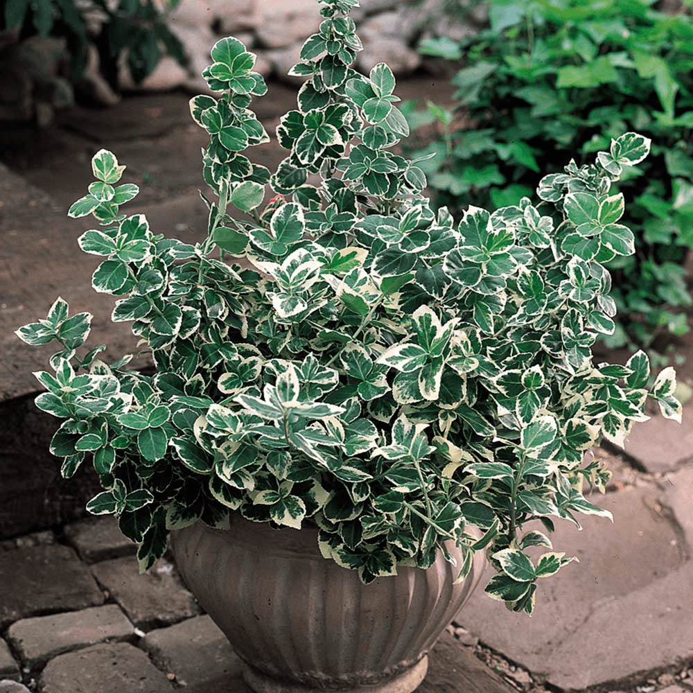 Euonymus fortunei 'Emerald Gaiety'